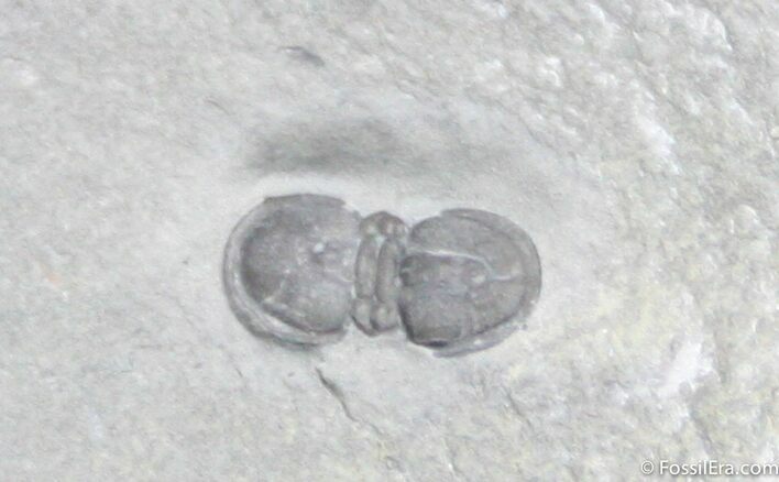 Inch Agnostid Trilobite, McKay Group, BC #1246